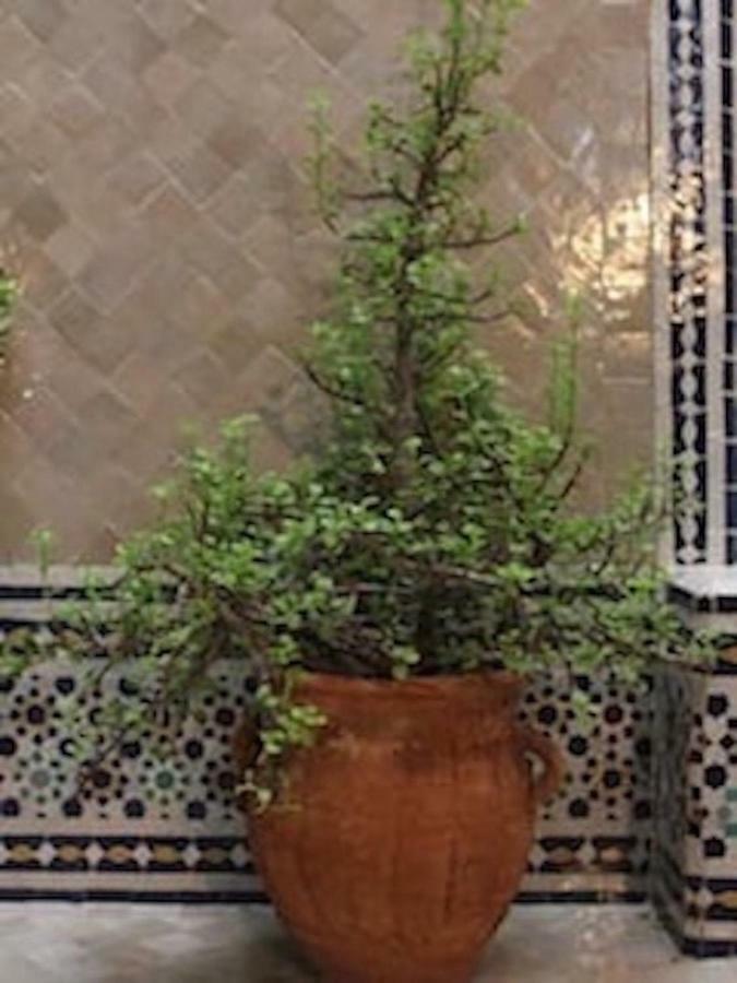 Traditional Moroccan House Taghazout Exteriör bild